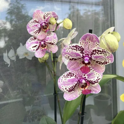 Frontera phalaenopsis orchid | Orchidea
