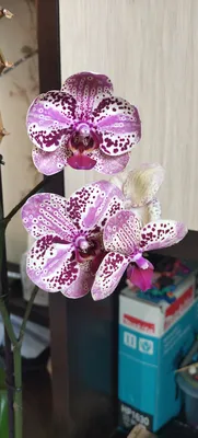 Орхидея Фаленопсис Фронтера купить в Москве недорого! | Интернет-магазин  домашних растений и комнатных цветов!