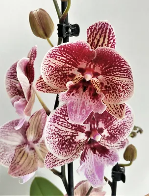Орхидея Фаленопсис Фронтера 2 ст - купить в Москве, цены на Мегамаркет