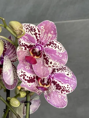 💗💜Phal. Frontera👇👇👇 https://www.hellenicorchids.gr/orchids/orchidea- phalaenopsis-frontera/ | By Hellenic Orchids | Facebook