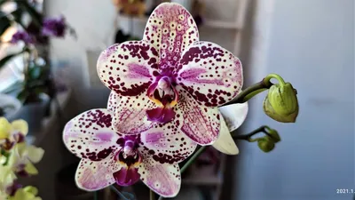 Купить орхидею
