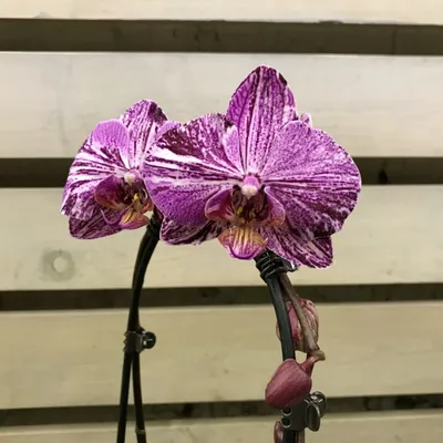 Орхидея фаленопсис \"Frontera\" – купить в Владимире, цена 750 руб., продано  3 августа 2018 – Растения и семена
