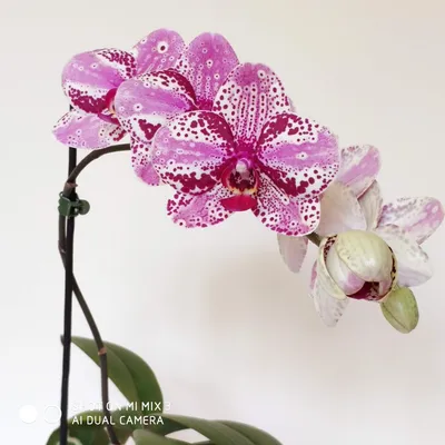 Phalaenopsis Frontera | Orchideen-Wichmann.de - Highest horticultural  quality and experience since 1897