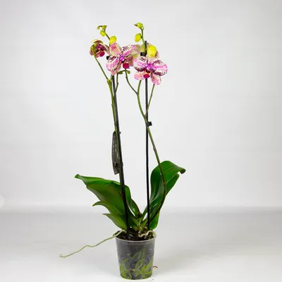 Орхидея Фаленопсис Фронтера 2 ст купить в Москве с доставкой | Магазин  растений Bloom Story (Блум Стори)