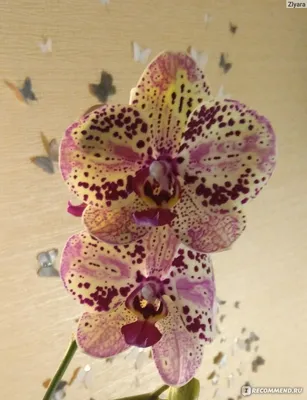 Орхидея Фаленопсис Волга 2 ствола (Phalaenopsis Volga)