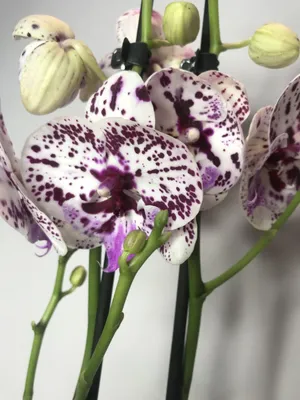 🌿 Орхидея Фронтера на 1 ветку 🌿 ❌Проданы❌ ➡️ Дальше видеообзор 🌸 Высота  - 55+ см 🌸 🌞 Диаметр горшка - 12 см 🌞 💔 Размер цветка - 9.5… | Instagram