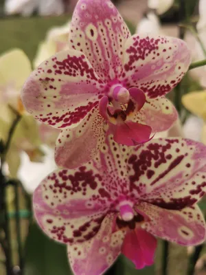 Орхидея фаленопсис Фронтера - 66 см.... - svetochnyidom_kmv | Facebook