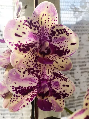 Орхидея Phal. Frontera 1,7 - купить, доставка Украина
