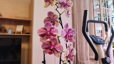 Сортовая Орхидея фаленопсис Фронтера 3 цв. 91717 – купить в г.  Санкт-Петербург – Цветы и флористика | BEGETON