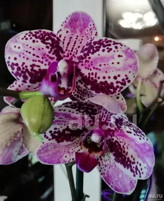 Орхидея Фаленопсис - «Живучее и красивое растение с некоторыми нюансами» |  отзывы