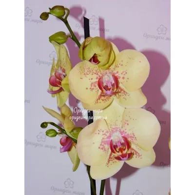 Купить Орхидея Фаленопсис Бьютифул 2 ствола в Москве