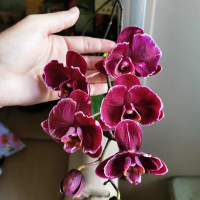 Орхидея Phal. Chiada Stacy 'Chocolate Drop' (отцвел)