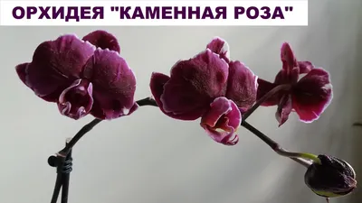 Орхидея Phalaenopsis Chiada Stacy 'Chocolate Drop'