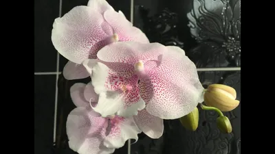 Irene's orchids - Phal. Magic Art (Каменная роза🥀)... | Facebook