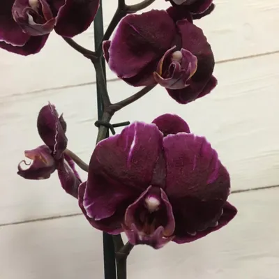 Орхидея Phalaenopsis Chiada Stacy 'Chocolate Drop'