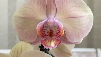 Phalaenopsis 'Marmalade' – Susan Rushton