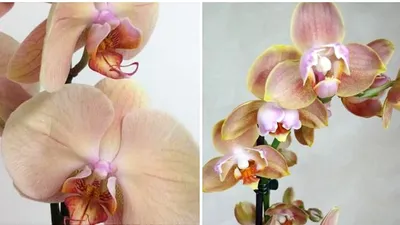 Phalenopsis 'Marmalade', orchid – The Frustrated Gardener