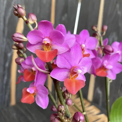 Orchids Photo Gallery — Wholesale Flowers, Floral Design, Orchids- Mina  Flower Design