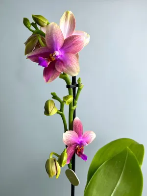 Орхидея Фаленопсис Лиодоро купить в Москве с доставкой | Магазин растений  Bloom Story (Блум Стори)