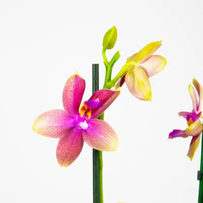 Загадочная красавица: орхидея Phalaenopsis Liodoro
