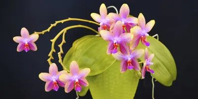 Орхидея фаленопсис Лиодоро — купить в Красноярске. Горшечные растения и  комнатные цветы на интернет-аукционе Au.ru