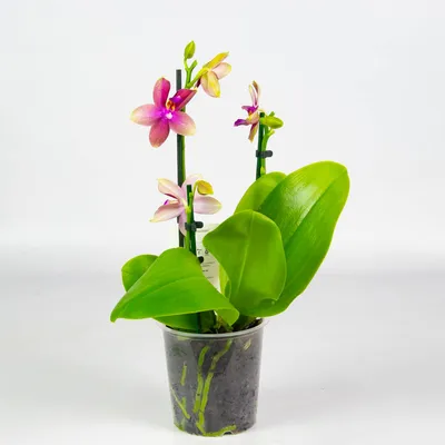 Орхидея лиодоро купить