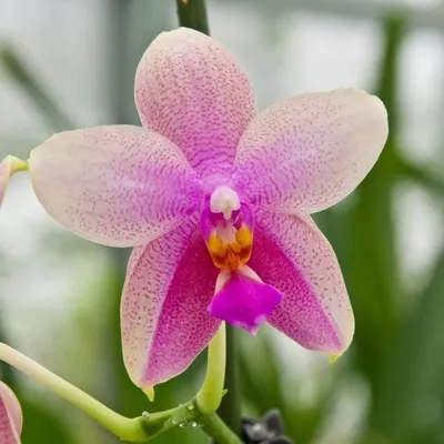 🎀 Ароматная и всеми любимая орхидея Лиодоро. 🎀 🌹 Нотки цитруса в  перемешку с ароматом гиацинта и ландыша... | ВКонтакте