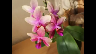 Орхидея фаленопсис лиодоро.