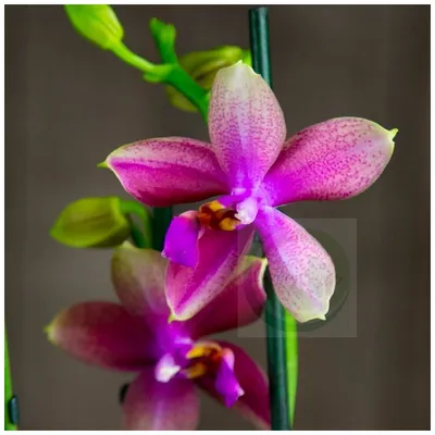 Орхидея Phalaenopsis Liodoro peloric (отцвел)