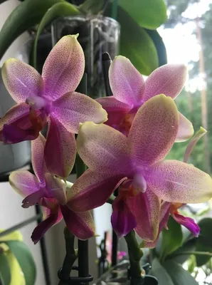 Купить «Орхидея лиодоро» с доставкой в Чите - «Flowers World»