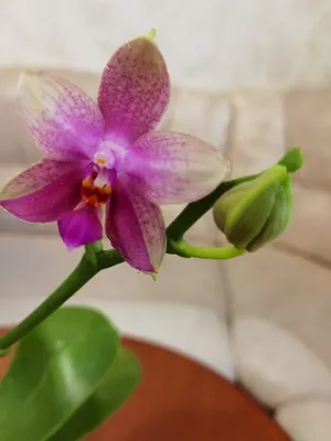 Орхидея Фаленопсис Лиодоро | Anturium-joli-flow.ru