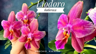 Орхидея фаленопсис Лиодоро / Phalaenopsis Liodoro, второе домашнее  цветение. - YouTube
