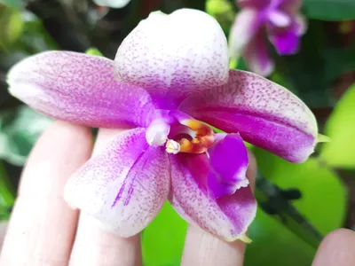 Орхидея Фаленопсис Лиодоро — купить в интернет-магазине по низкой цене на  Яндекс Маркете
