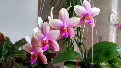 Phal. Sweet Memory Liodoro | Домашнее цветение ароматной голландской  орхидеи бабочки Лиодоро | Обзор - YouTube