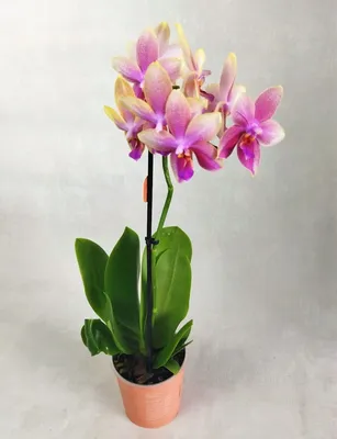 Фаленопсис Биондоро (Phalaenopsis Biondoro): особенности сорта,  характеристики, фото