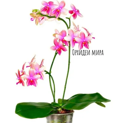 Ирина Колендовская в Instagram: «Liodoro и Biondoro @nina.kostenko.94  @elena_shulga333 #орхидеи #фаленопсис #цветы #панифиалка #panifialka #orhid  … | Plants, Garden