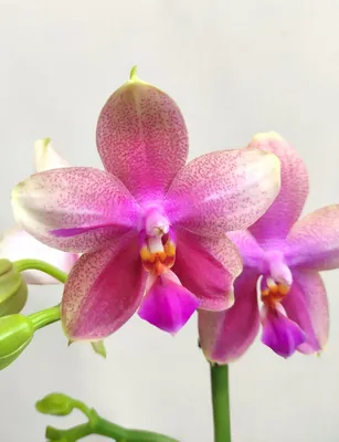 Орхидея Фаленопсис Лиодоро 1 ствол (Phalaenopsis Liodoro)