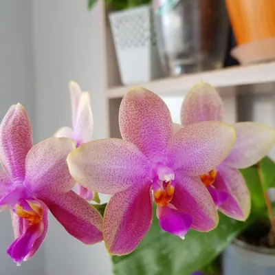 Фаленопсис Лиодоро _ Уход за орхидеей в домашних условиях - - YouTube