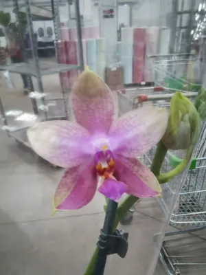 Орхидея Phal. Liodoro 1,7 уценка - купить, доставка Украина