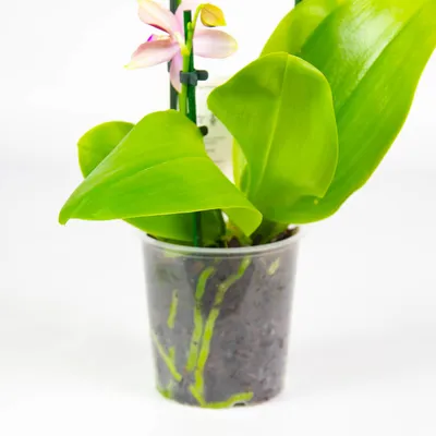 Орхидея Лиодоро почему её так любят и хотят в коллекцию | Жизнь на  подоконнике | Дзен