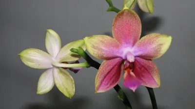 Орхидея Фаленопсис Лиодоро ароматный на 1/3 цветоноса (ID#1239392260),  цена: 350 ₴, купить на Prom.ua