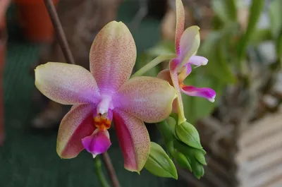 Орхидея Лиодоро: фото, описание и правила ухода в домашних условиях