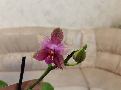 Орхидея Лиодора купить в Москве