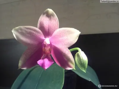 Орхидея Фаленопсис Арома Лиодоро мини (Phalaenopsis Liodoro)