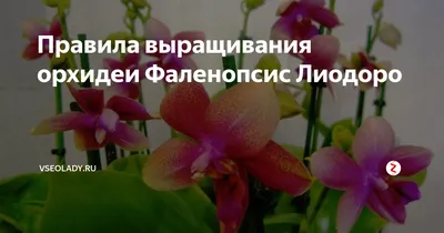 Орхидея Фаленопсис Лиодоро 1 ствол (Phalaenopsis Liodoro)