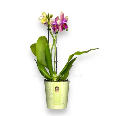 Орхидея Фаленопсис Лиодоро Парфюм купить в Москве с доставкой в интернет  магазине Pilea