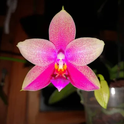 Орхидея фаленопсис Лиодоро — купить по низкой цене на Яндекс Маркете