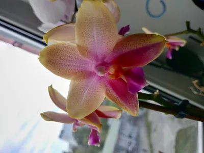 Очередные новиночки у нас )) Ароматная, восхитительная орхидея фаленопсис  Лиодоро . Звоните, пишите, заказывайте!!! | Instagram