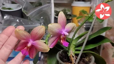 Ароматная орхидея Фаленопсис Лиодоро. Рассказываю где и за сколько купила.  | Жизнь на подоконнике | Дзен