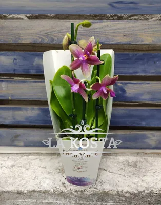 Борса за екзотични цветя и орхидеи - Орхидея Фаленопсис Лиодоро Цена: 16.00  лв Височина около 40 см. С един цветонос. За поръчка : ☎ 0899 87 87 97  http://www.plants.bg/orhidea-falenopsis-liodoro-pr2343 #plantsbg #орхидея  #орхидеяфаленопсислиодоро #